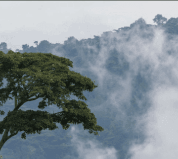 Can You Hike in Uganda During the Rainy Season?