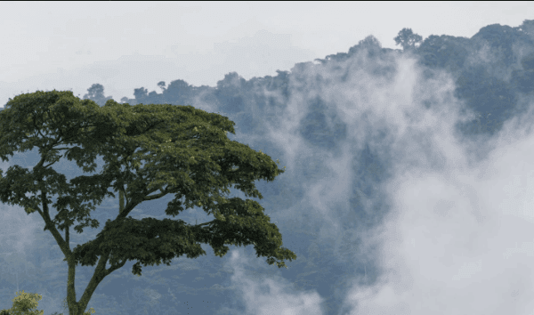 Can You Hike in Uganda During the Rainy Season?