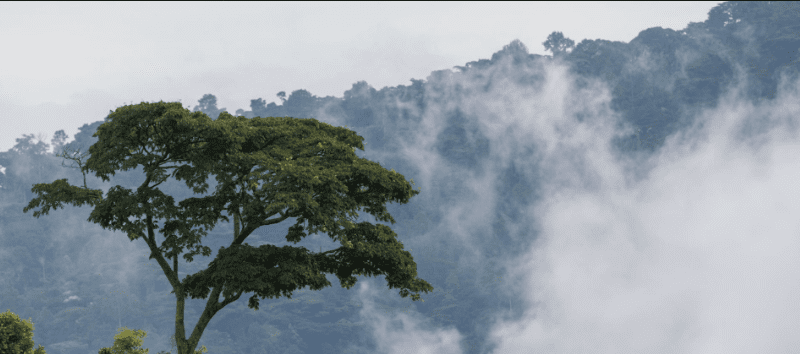 hike-in-uganga-during-rainy-season Can You Hike in Uganda During the Rainy Season?