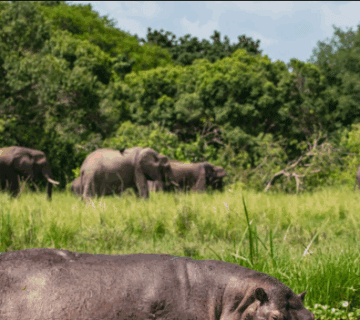 Where to See Hippos and Crocs in Uganda’s Kazinga Channel