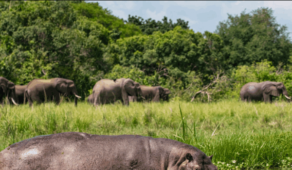 Where to See Hippos and Crocs in Uganda’s Kazinga Channel