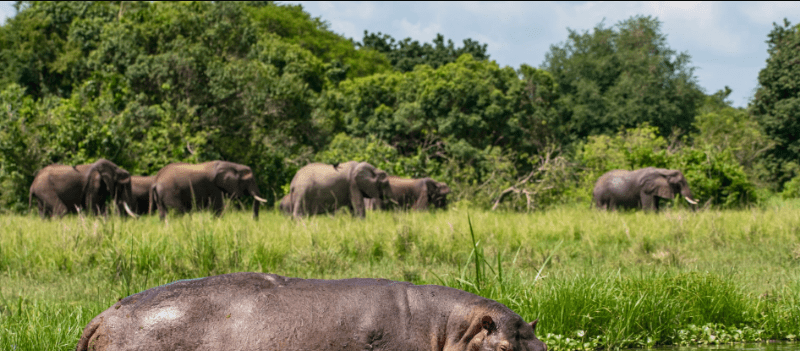 Where to See Hippos and Crocs in Uganda’s Kazinga Channel