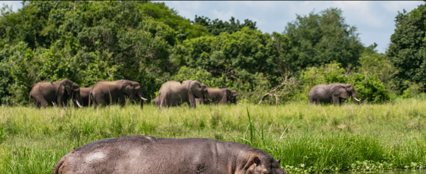 Where to See Hippos and Crocs in Uganda’s Kazinga Channel 1 Where to See Hippos and Crocs in Uganda’s Kazinga Channel