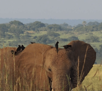 How to Book a Last Minute Safari in Uganda: An Adventurer’s Guide to Spontaneous Wildlife Magic