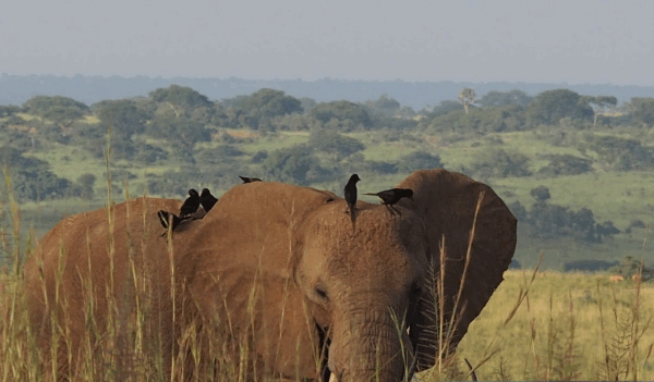How to Book a Last-Minute Safari in Uganda: An Adventurer’s Guide to Spontaneous Wildlife Magic