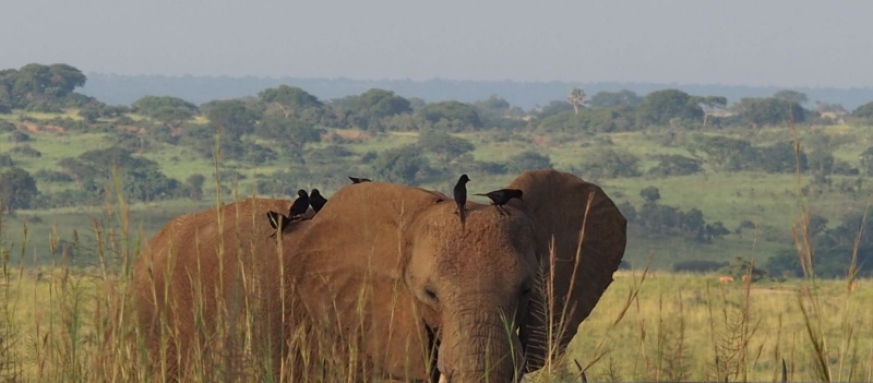 last-minute-safari How to Book a Last-Minute Safari in Uganda: An Adventurer’s Guide to Spontaneous Wildlife Magic