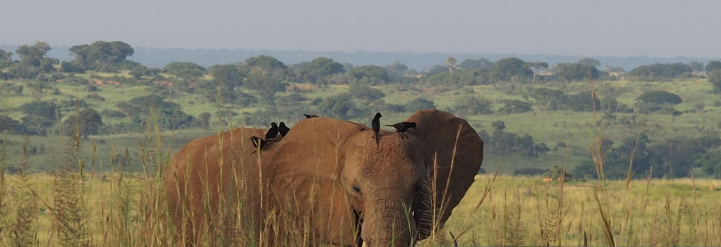 How to Book a Last-Minute Safari in Uganda: An Adventurer’s Guide to Spontaneous Wildlife Magic