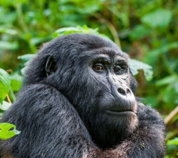 A gorilla in Queen Elizabeth National Park, Uganda, amidst lush greenery, showcasing the park's diverse wildlife 