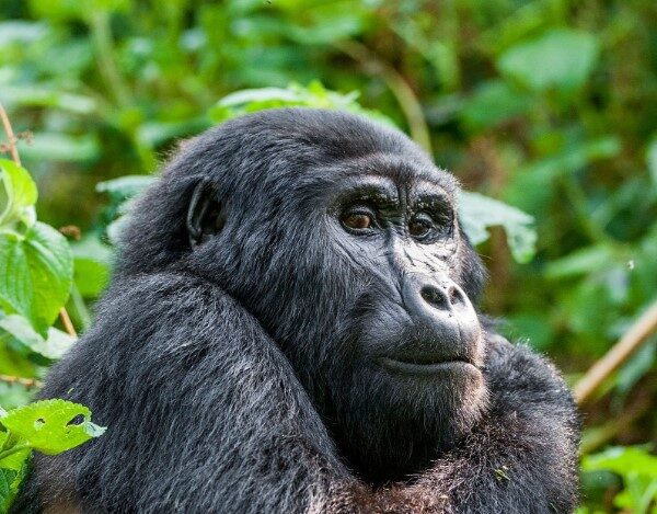 A gorilla in Queen Elizabeth National Park, Uganda, amidst lush greenery, showcasing the park's diverse wildlife.
