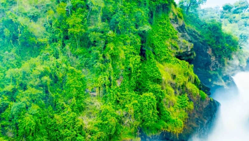 murchson-falls-National-Park Scenic view of Murchison Falls National Park with the powerful Murchison Falls waterfall cascading over rocky terrain.