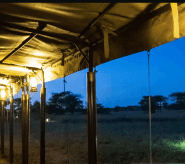 Best Night Safari Experiences in Tanzania: A Journey into the Wild After Dark