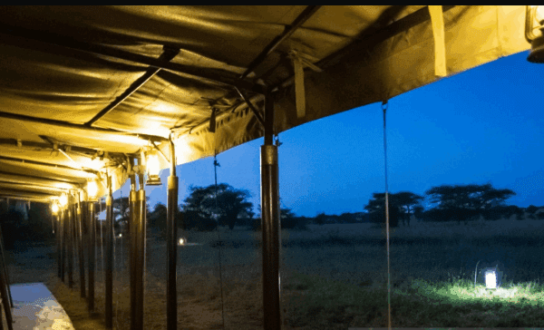 Best Night Safari Experiences in Tanzania: A Journey into the Wild After Dark