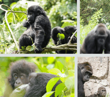 Budget gorilla trekking in Bwindi Impenetrable Forest, mountain gorilla encounter, crossing Rwanda Uganda border, Buhoma Community Rest Camp