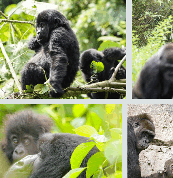 Budget gorilla trekking in Bwindi Impenetrable Forest, mountain gorilla encounter, crossing Rwanda-Uganda border, Buhoma Community Rest Camp