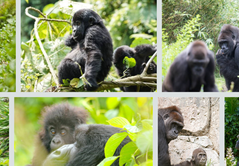 Budget gorilla trekking in Bwindi Impenetrable Forest, mountain gorilla encounter, crossing Rwanda-Uganda border, Buhoma Community Rest Camp