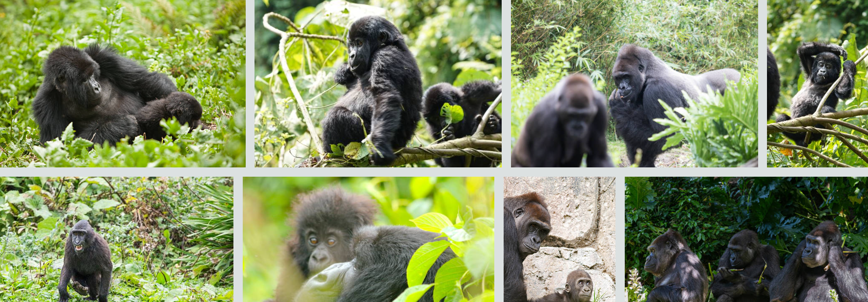 Budget gorilla trekking in Bwindi Impenetrable Forest, mountain gorilla encounter, crossing Rwanda-Uganda border, Buhoma Community Rest Camp