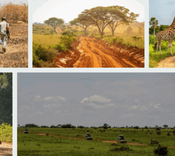 Gorilla trekking in Uganda, Great Migration in Kenya, luxury safari in Rwanda, Serengeti wildlife in Tanzania