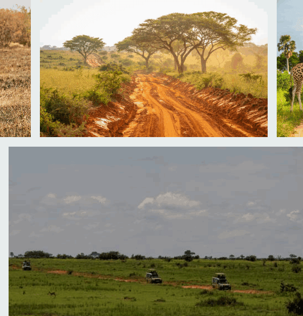 Gorilla trekking in Uganda, Great Migration in Kenya, luxury safari in Rwanda, Serengeti wildlife in Tanzania
