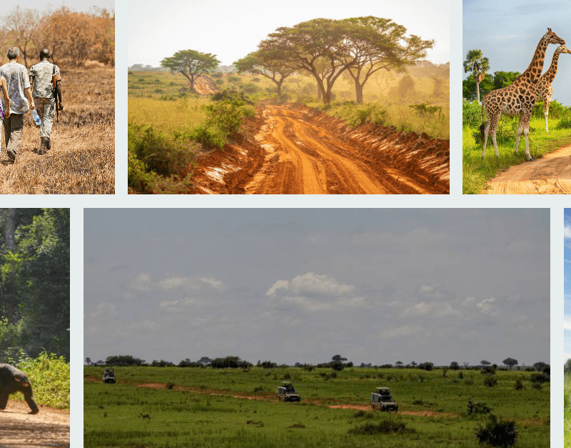 Gorilla trekking in Uganda, Great Migration in Kenya, luxury safari in Rwanda, Serengeti wildlife in Tanzania