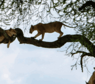 Birdwatching paradise at Lake Manyara with rare tree climbing lions on safari 