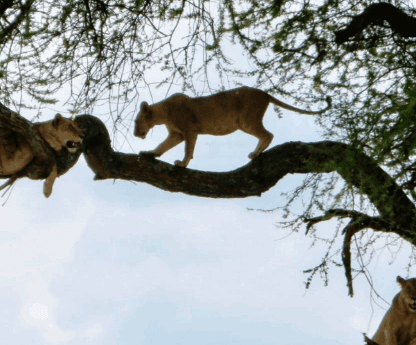 Birdwatching paradise at Lake Manyara with rare tree-climbing lions on safari.