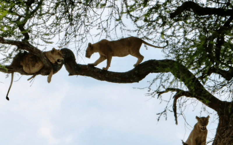 Birdwatching paradise at Lake Manyara with rare tree-climbing lions on safari.