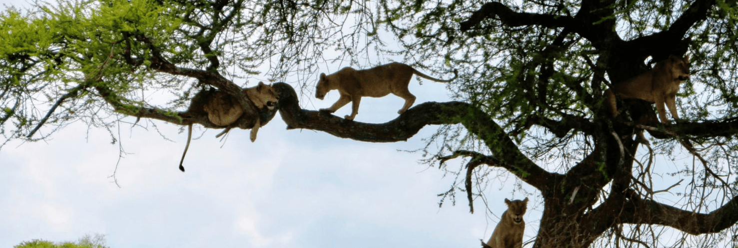 Birdwatching paradise at Lake Manyara with rare tree-climbing lions on safari.