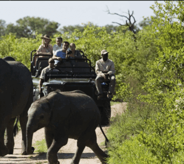 Ruaha wildlife diversity: Lions, elephants & rare birds in Tanzania's wild paradise