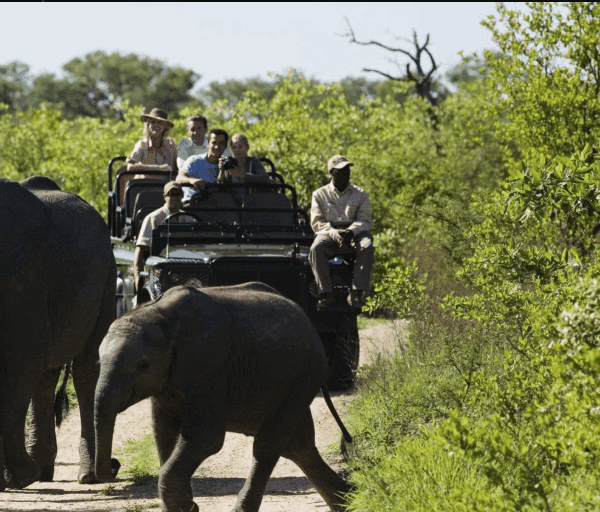 Ruaha wildlife diversity: Lions, elephants & rare birds in Tanzania's wild paradise