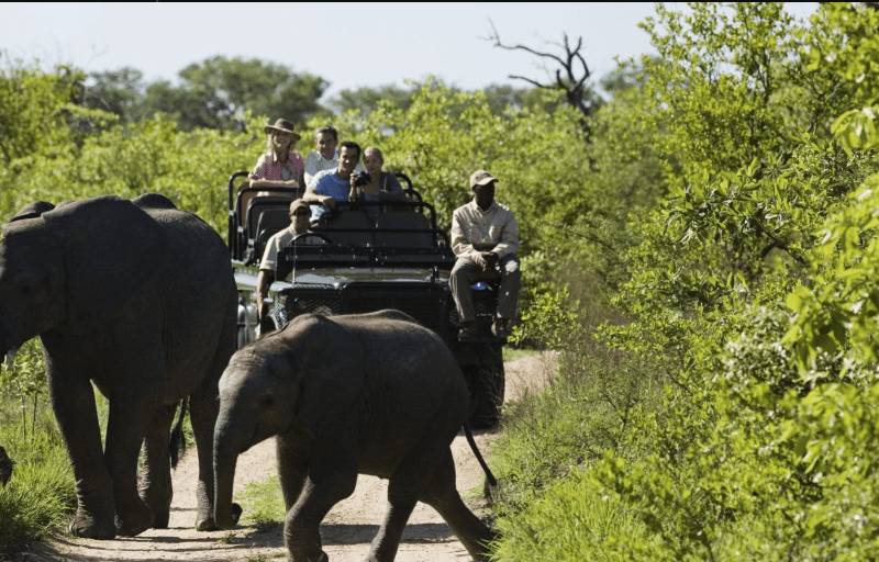 Ruaha wildlife diversity: Lions, elephants & rare birds in Tanzania's wild paradise