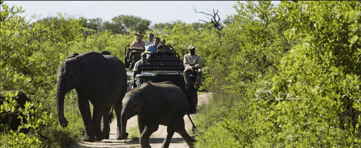 Ruaha wildlife diversity: Lions, elephants & rare birds in Tanzania's wild paradise