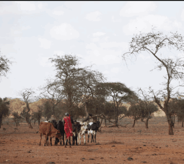 Can You See Rhinos in Kenya’s Ol Pejeta?