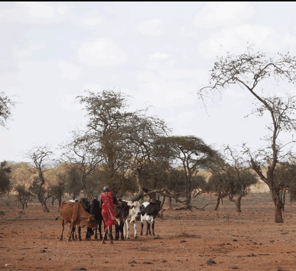 Can You See Rhinos in Kenya’s Ol Pejeta?