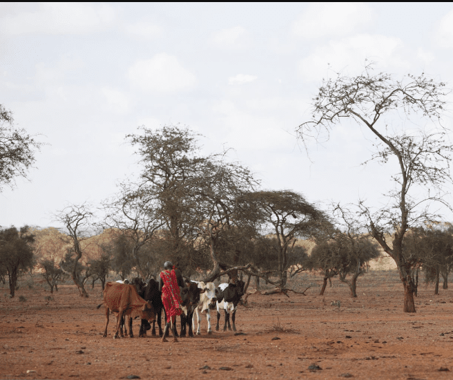 Can You See Rhinos in Kenya’s Ol Pejeta?