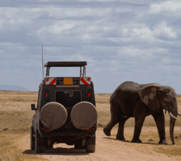 Can You Do a Self Drive Safari in Kenya?