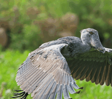 Where to Find Rare Shoebill Storks in East Africa: A Journey of Wonder and Discovery