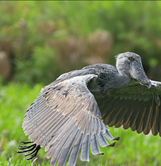 Where to Find Rare Shoebill Storks in East Africa: A Journey of Wonder and Discovery
