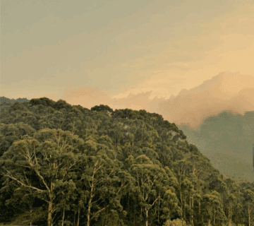 Best Sunset Hikes in Rwanda’s Nyungwe Forest: A Journey of Inspiration and Natural Beauty