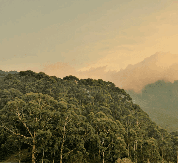 Best Sunset Hikes in Rwanda’s Nyungwe Forest: A Journey of Inspiration and Natural Beauty