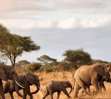 Wildebeest migration on Tanzania safari 2025 in Serengeti National Park