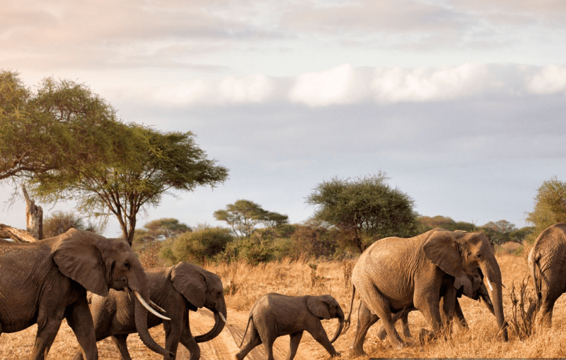 Wildebeest migration on Tanzania safari 2025 in Serengeti National Park