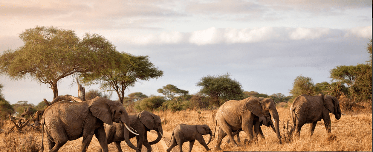 Wildebeest migration on Tanzania safari 2025 in Serengeti National Park