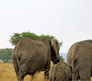 Family friendly Tanzania safaris with kids watching elephants on game drive