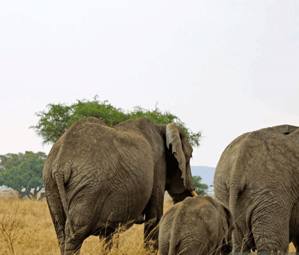 Family-friendly Tanzania safaris with kids watching elephants on game drive