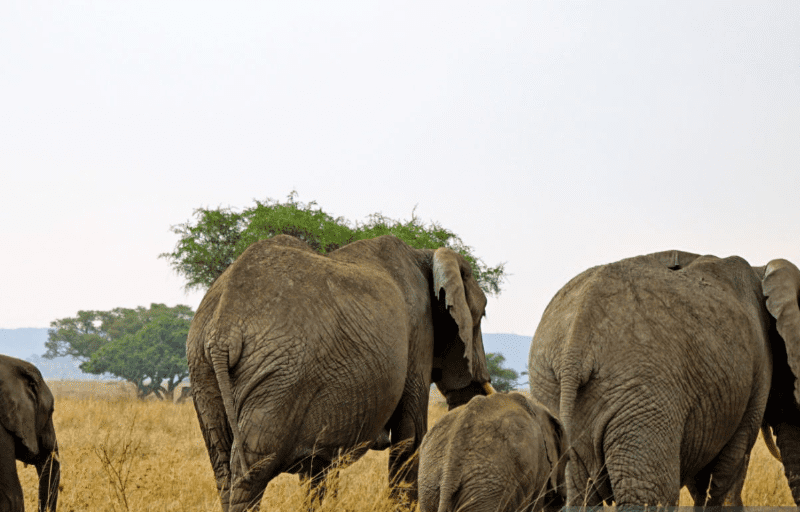 Family-friendly Tanzania safaris with kids watching elephants on game drive