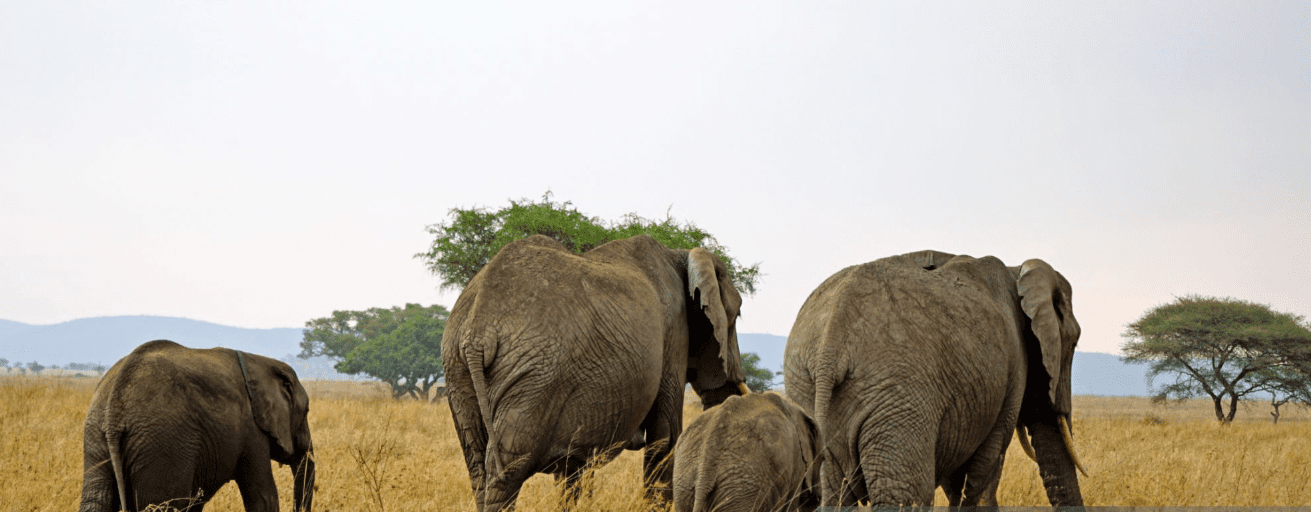 Family-friendly Tanzania safaris with kids watching elephants on game drive