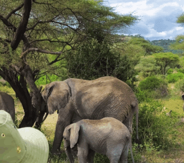 Hidden Tanzania safari gems: Wild elephants in remote Ruaha National Park  Tailor made Group Travel