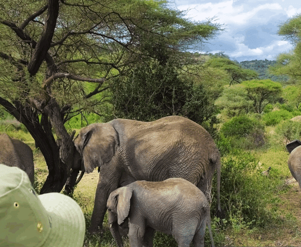 Hidden Tanzania safari gems: Wild elephants in remote Ruaha National Park. Tailor-made Group Travel