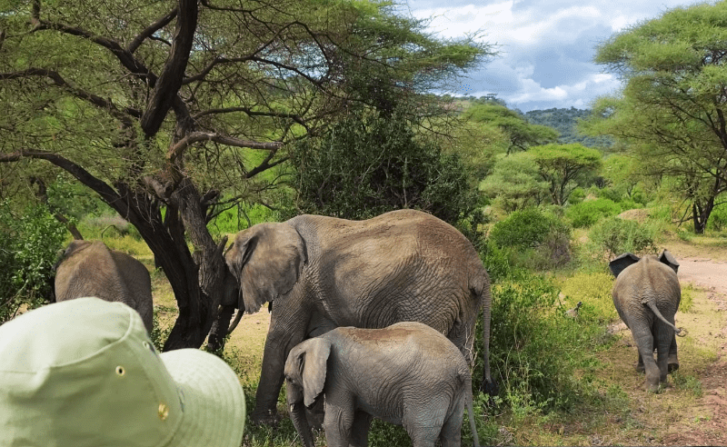 Hidden Tanzania safari gems: Wild elephants in remote Ruaha National Park. Tailor-made Group Travel