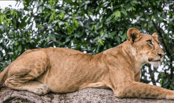 How to Spot Tree-Climbing Lions in Uganda’s Ishasha